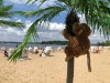 Monkey in a palm tree (I must be in the tropics, not Germany)