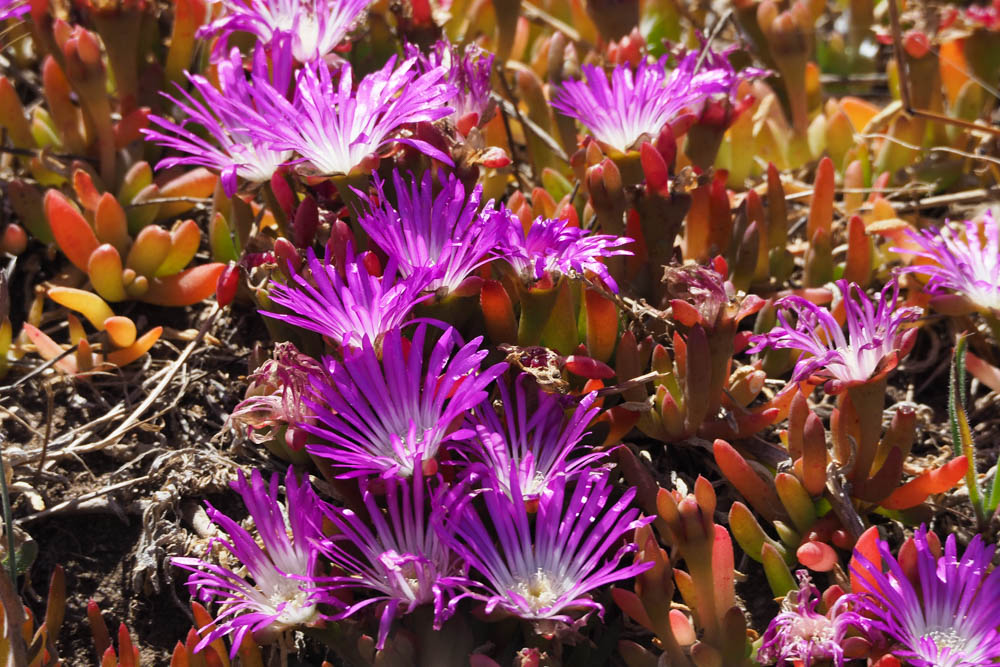 Wildflowers around Granite Island