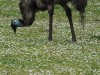 Emus at Tower Hill