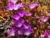 Wildflowers around Granite Island