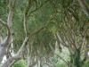 The Dark Hedges (Beech trees originally planted in 1775)