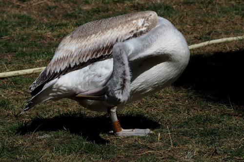 Endangered Dalmatian Pelican