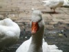 Thirteen geese live in the cloisters at the cathedral in Barcelona ES