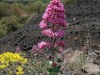 On the road to Mount Etna, Sicily IT