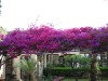 Bougainvillea is everywhere in Taormina, Sicily IT