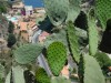 Cactus near Belvedere di Via Pirandello (Lookout), Taormina, Sicily IT