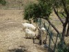 Girgentana Goats at the Valley of the Temples, Agrigento IT (originally from Afghanistan region)