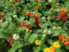 Flowers at the Cattedrale di Palermo IT