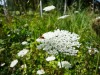 The flowers were fantastic in Howard Davis Park, St Helier, Jersey