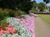 The flowers were fantastic in Howard Davis Park, St Helier, Jersey