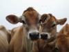 Jersey Cows, well calves really and flies, Jersey