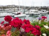 Flowers along the harbour, Saint Peter Port, Guernsey