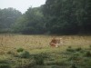 Jersey cows, near the Little Chapel in Guernsey