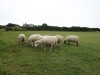 Boy sheep, Sark, Guernsey