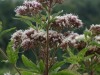 Flora around the Avon Gorge