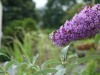 Flowers and insects in Askham