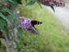 Flowers and insects in Askham