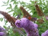 Flowers and insects in Askham