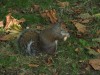 A Squirrel in Bute Park