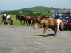 Horses and horse shit, Dartmoor National Park, Devon UK