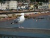 Teignmouth beach from the pier. Devon UK