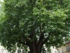 Abbey Green, with a very big tree, Bath, Somerset UK