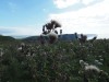 Cliffs of Moher