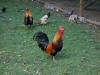 A local park with chooks, roosters and ducks