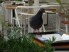 Mercado Bom Sucesso (Lunch spot with the pigeons)