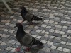 Mercado Bom Sucesso (Lunch spot with the pigeons)