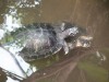 Turtles in the butterfly enclosure at the Parques de las Ciencias (Science Park), Granada ES