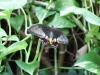 Butteflies at the Parques de las Ciencias (Science Park), Granada ES