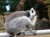 Feeding time for the lemurs at the BioDoma, Parques de las Ciencias (Science Park), Granada ES