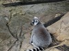 Feeding time for the lemurs at the BioDoma, Parques de las Ciencias (Science Park), Granada ES