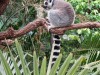 Feeding time for the lemurs at the BioDoma, Parques de las Ciencias (Science Park), Granada ES