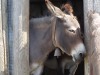 Donkeys at Châtel