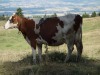 A Swiss cow, complete with bell